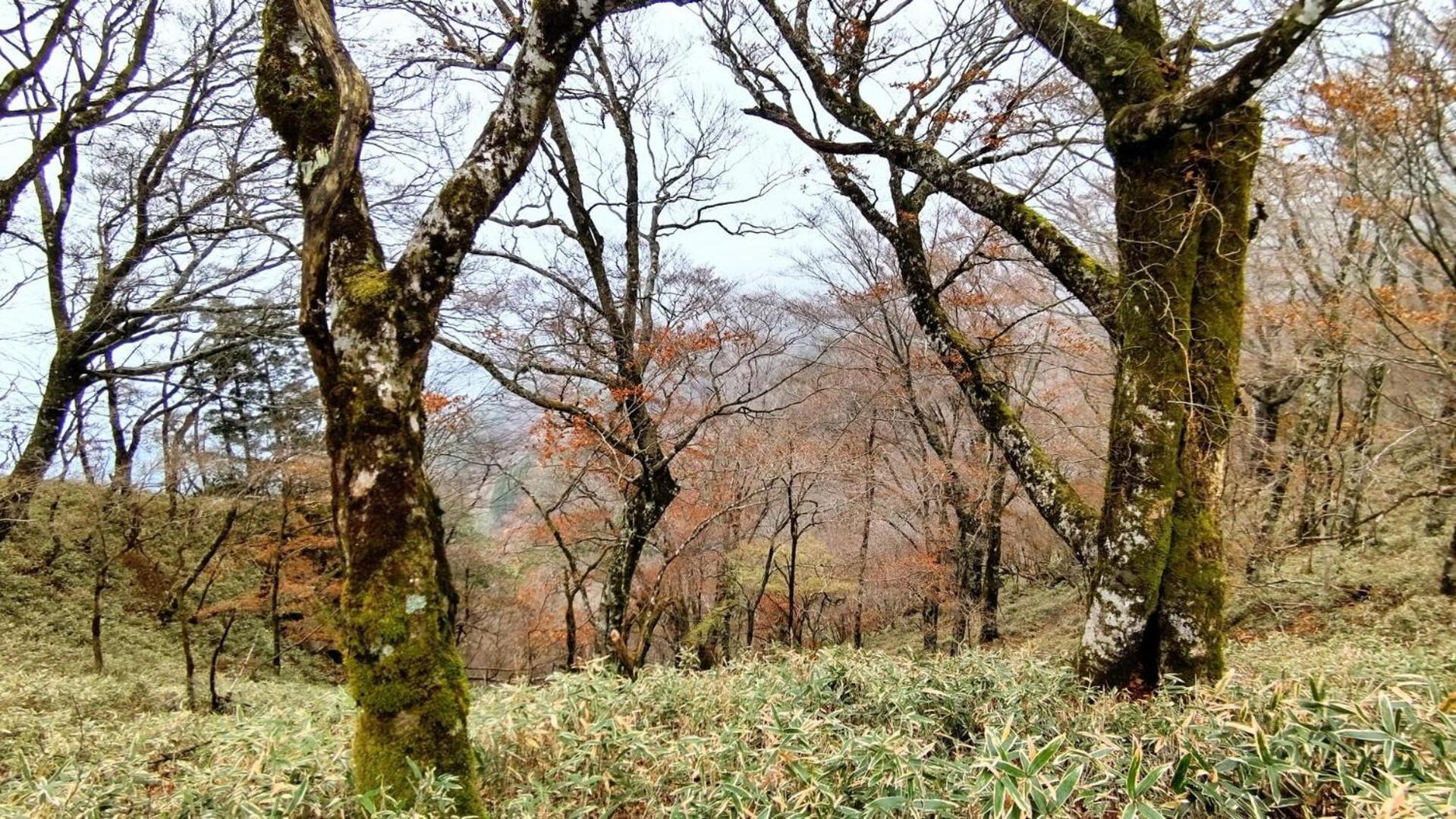 Cosmos Guesthouse Miyoshi  Exterior photo